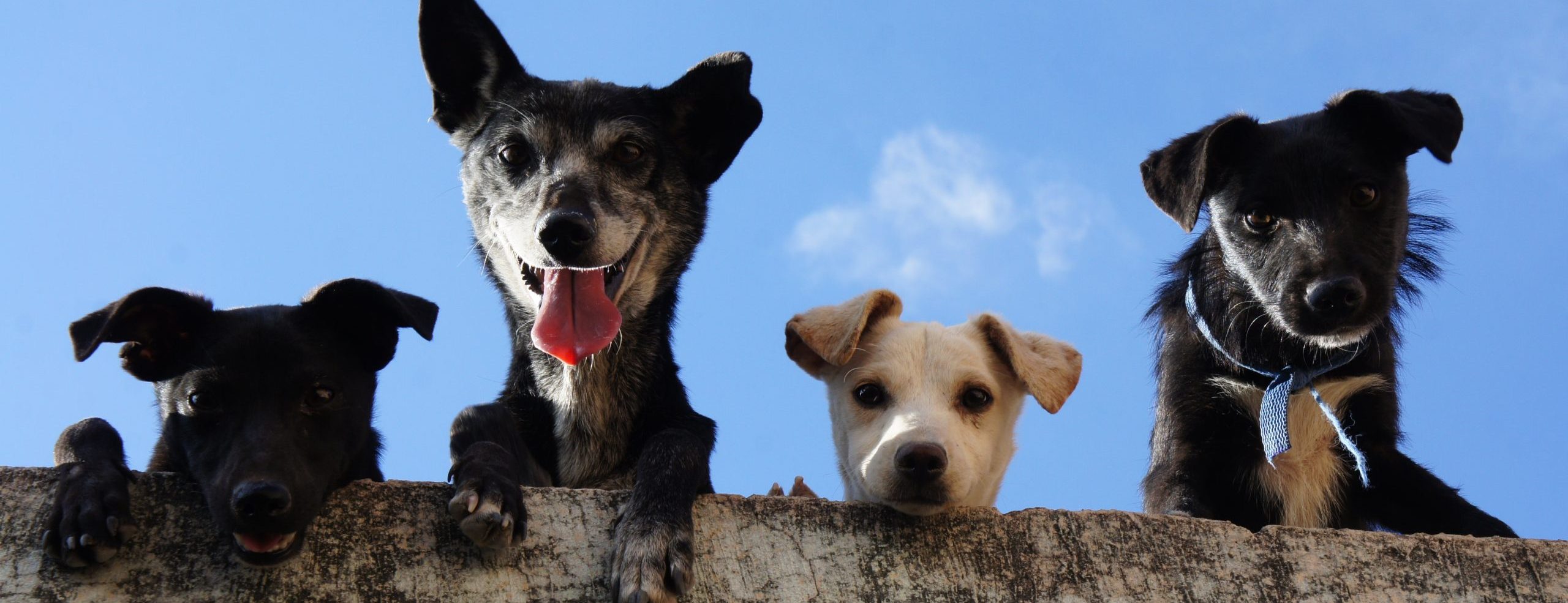 pexels-edgar-daniel-hernández-cervantes-3628100